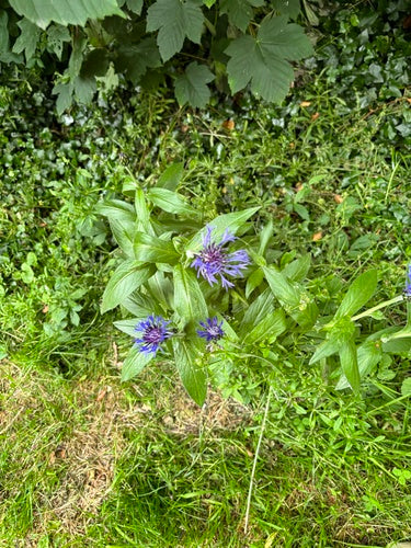 Kanapowiec — Bild 2