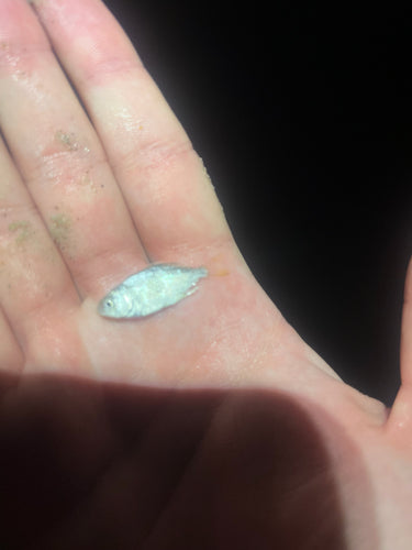 Pompano z Florydy — zdjęcie 3 z 9