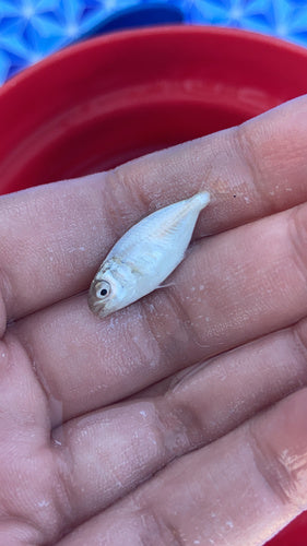 Pompano z Florydy — zdjęcie 4 z 9