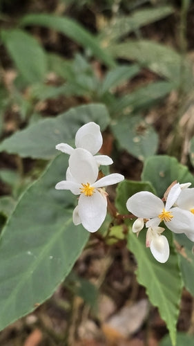 Pstrąg Begonia — Bild 4