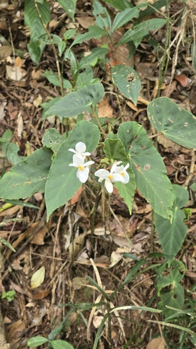 Pstrąg Begonia — Bild 3