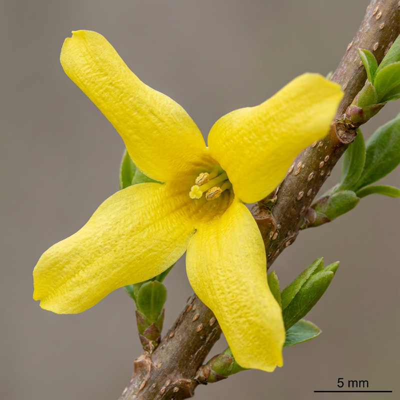 Forsycja