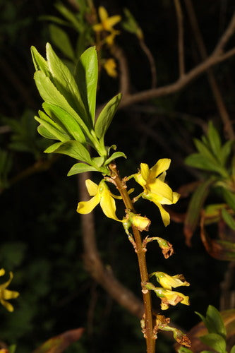 Forsycja — Bild 2