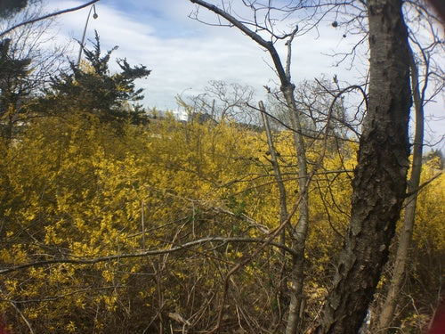 Forsycja — Bild 5