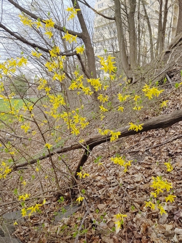 Forsycja — Bild 4