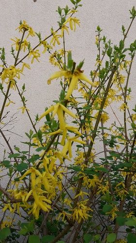 Forsycja — Bild 3