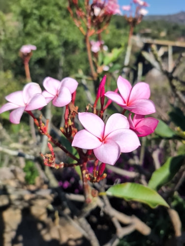 Frangipani — Bild 3