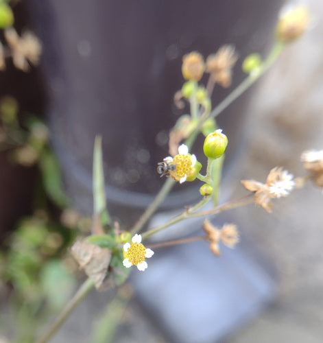 Ziele francuskie — Bild 2