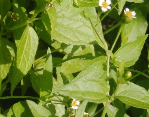 Ziele francuskie — Bild 1