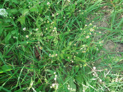 Ziele francuskie — Bild 4