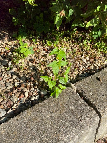 Ziele francuskie — Bild 3