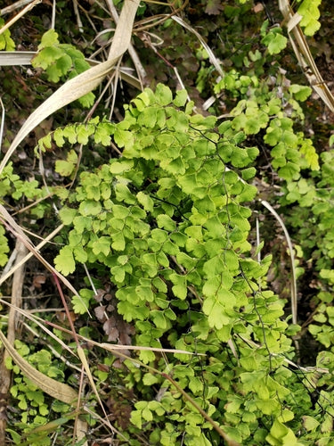 Miłorząb paproci — Bild 2
