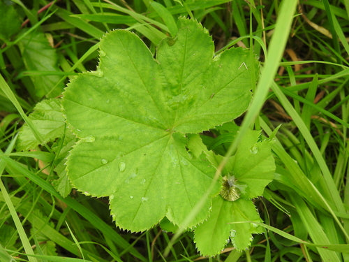 Płaszcz damski — Bild 4