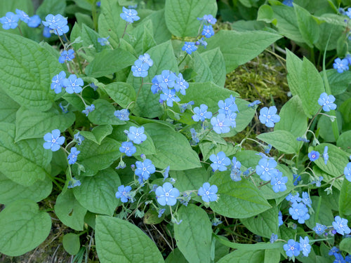 Wiosenne wspomnienie — Bild 5