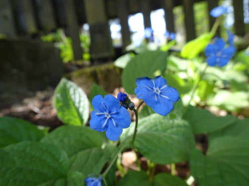 Wiosenne wspomnienie — Bild 4