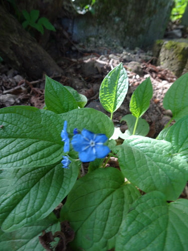 Wiosenne wspomnienie — Bild 3