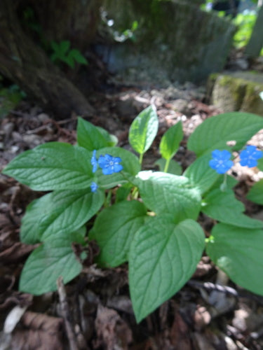 Wiosenne wspomnienie — Bild 2