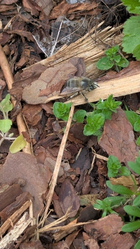 Wiosenna futrzana pszczoła — Bild 5