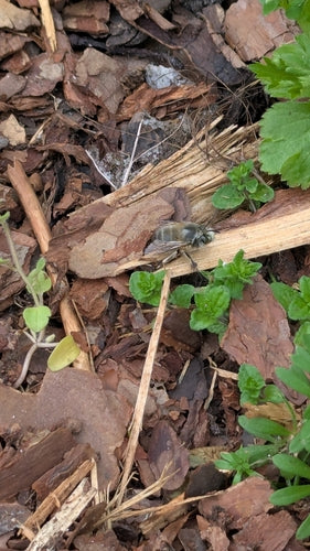 Wiosenna futrzana pszczoła — Bild 4