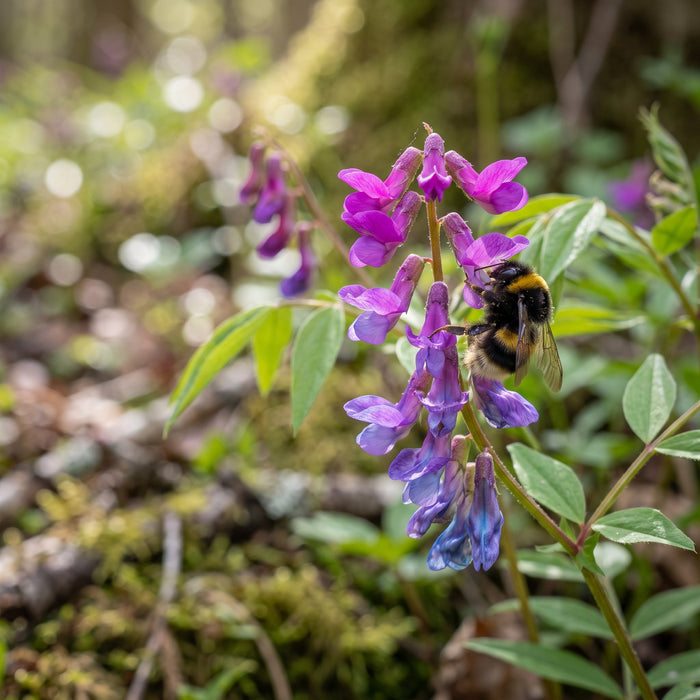 Blüte von Frühlings-Platterbse (Lathyrus vernus) in Nahaufnahme (KI-generiert)