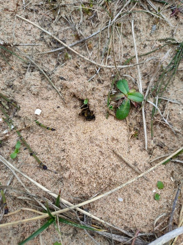 Wiosenna jedwabna pszczoła — Bild 3