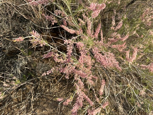 Wiosna tamaryszku — Bild 5