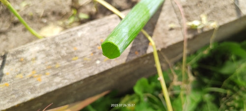 Wiosenne cebule — Bild 5