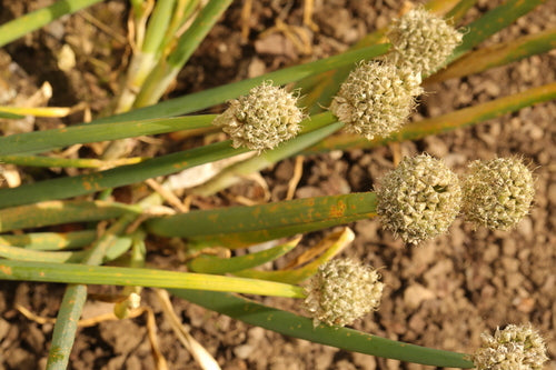 Wiosenne cebule — Bild 2