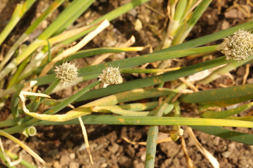 Wiosenne cebule — Bild 1