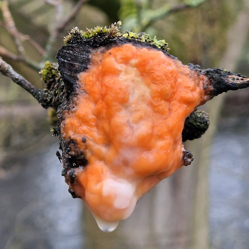 Fusarium — Bild 1