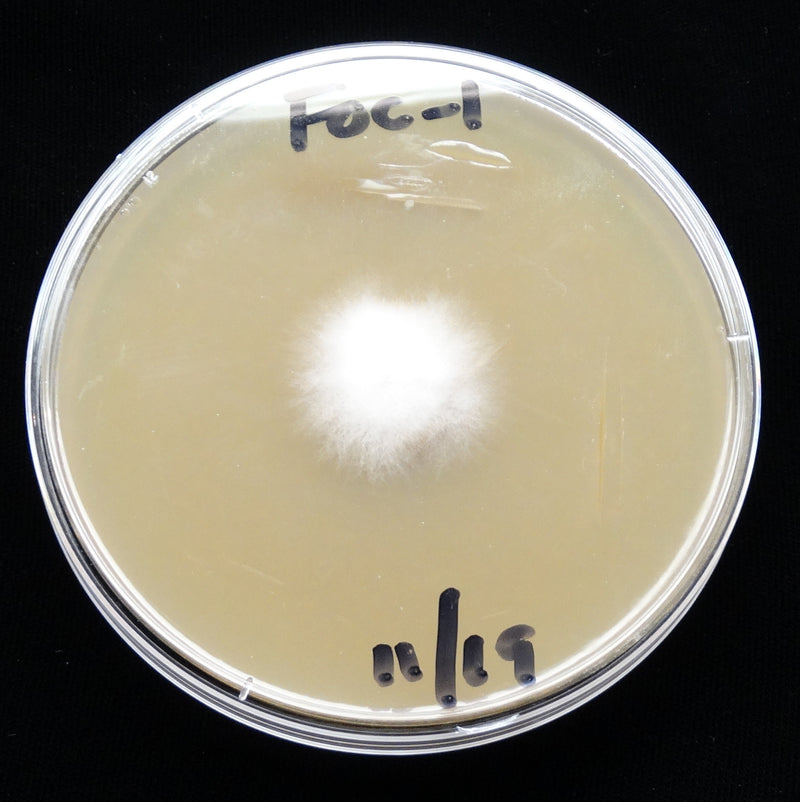 Fusarium — zdjęcie 3 z 8