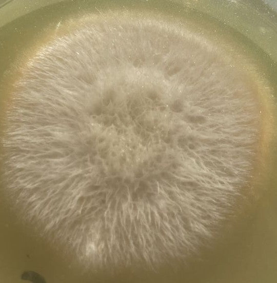 Fusarium — zdjęcie 2 z 8
