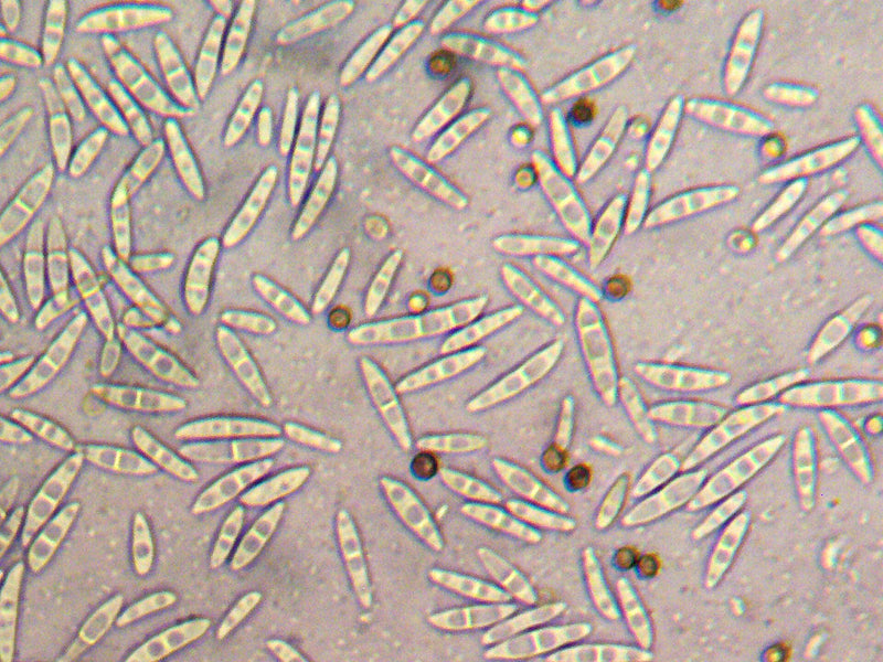 Fusarium — zdjęcie 1 z 8
