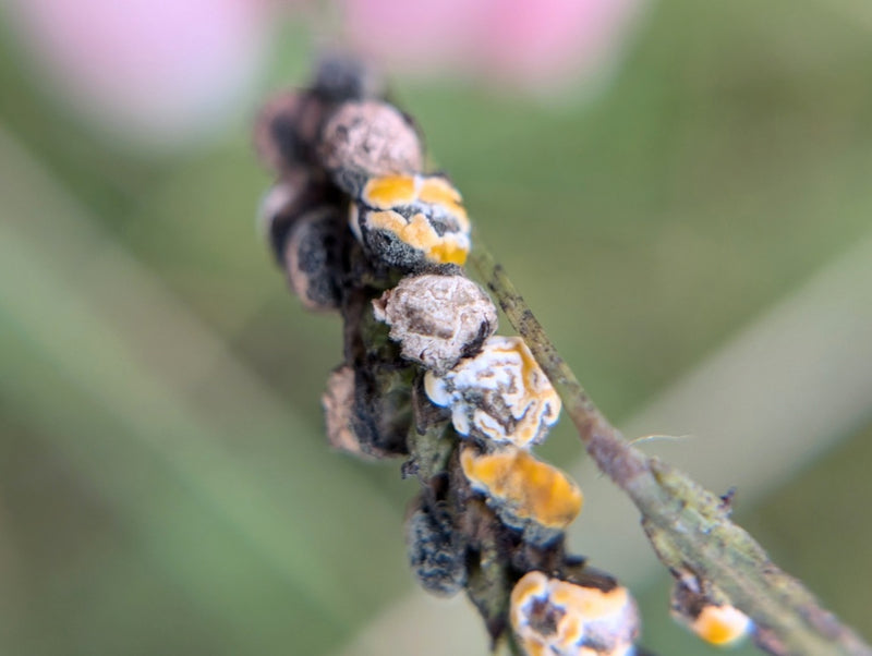 Fusarium — zdjęcie 4 z 8