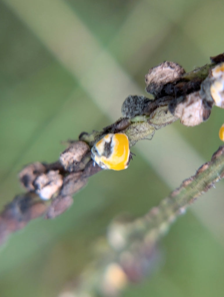 Fusarium — zdjęcie 5 z 8