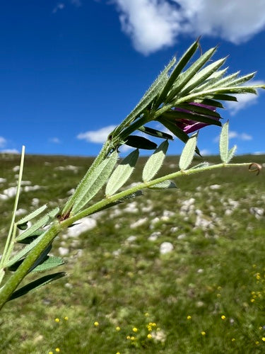 Wyka pastewna — Bild 5
