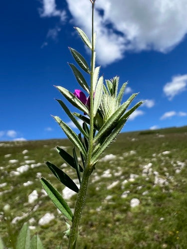 Wyka pastewna — Bild 4