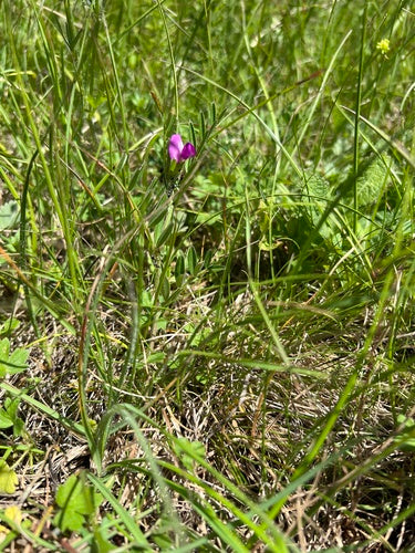 Wyka pastewna — Bild 3