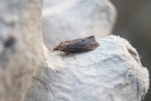 Galerii Mellonella — Bild 3
