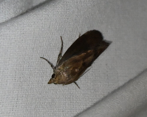 Galerii Mellonella — Bild 5