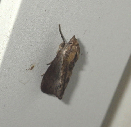 Galerii Mellonella — Bild 2