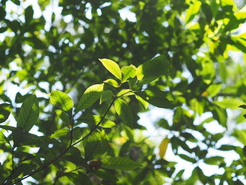 gardenia — Bild 5