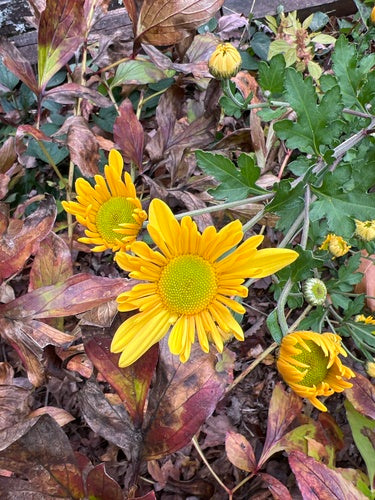 Chryzantema ogrodowa — Bild 4