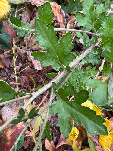 Chryzantema ogrodowa — Bild 3