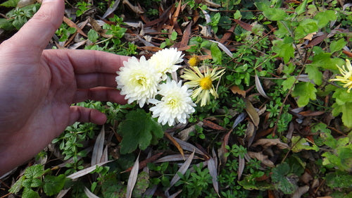 Chryzantema ogrodowa — Bild 5