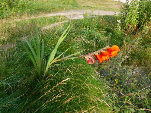 Mieczyk ogrodowy — Bild 4