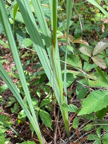 Mieczyk ogrodowy — Bild 2