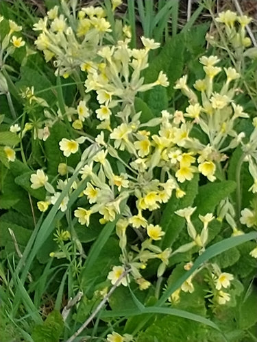 Wiesiołek ogrodowy — Bild 4