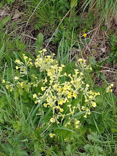 Wiesiołek ogrodowy — Bild 2