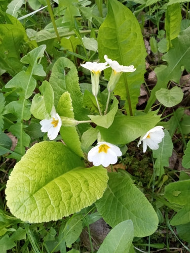 Wiesiołek ogrodowy — Bild 5